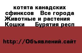 котята канадских сфинксов - Все города Животные и растения » Кошки   . Бурятия респ.